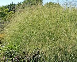 Image result for Panicum infestum