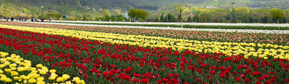 Srinagar Luxury tours, Best Luxury in Srinagar - Yatra.com