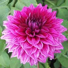 30 Evelyn Rumbold2 Flower Show Chelsea Flower Show 2018 Chelsea Flower