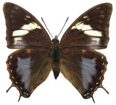 Image result for Basananthe sandersonii