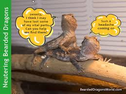Folks, don't forget to spay and neuter your rock stars. Spay Or Neuter Bearded Dragons Aggressive Behavior