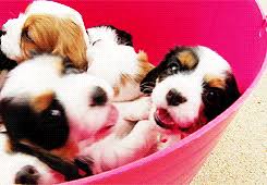 Lots of fireworks in the night sky for festive atmosphere. 10 Adorable Puppy Gifs To Celebrate National Puppy Day I Can Has Cheezburger