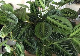 Pin On Plants