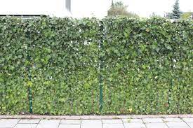 The privet is an exceptionally popular plant addition to any fence line because of its highly attractive, dark green foliage. Ivy Grown Through Fence For Screening Backyard Fences Fence Landscaping Natural Fence