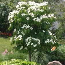 We did not find results for: Little Poncho Kousa Dogwood Trees For Sale Brighterblooms Com