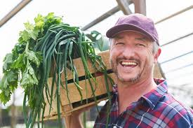 Happy Farmer Harvesting Fresh Organic Vegetables in Farm Stock Image