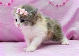 Check spelling or type a new query. Wallpaper Gambar Anak Kucing Cute