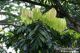 Image result for Carapa