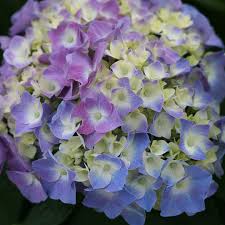 The let's dance cancan hydrangea is a new reblooming hydrangea from proven winners. Let S Dance Blue Jangles Hydrangea Spring Meadow Wholesale Liners Spring Meadow Nursery