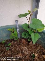 Kajian menunjukkan daun keledek kaya dengan polifenol, lutein, vitamin a dan b, kalsium serta zink. Tanam Keledek Lebih Mudah Cara Begini Boleh Cuba Untuk Yang Belum Tahu Keluarga
