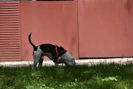 Here S How To Treat And Unclog Your Dog S Stuffy Nose