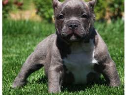 Biggest blue pitbull puppies for sale in california. Block Head Blue Nose Pitbull Puppies 9122006072 Animals Adams New York Announcement 33533