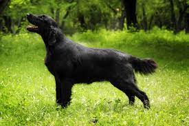 Über 80% neue produkte zum festpreis; Flat Coated Retriever Charakter Haltung Pflege Rassebeschreibung