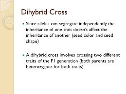 Let's now examine a dihybrid cross that involves two traits. Chapter 11 Genetics Genetics All Living Things Have A Set Of Characteristics Inherited From Its Parent Or Parents Genetics The Study Of Heredity Trait Ppt Download