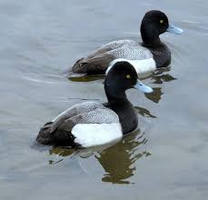 Black And White Duck Species Blue Bills Male Lesser Scaups Duck Duck Species Duck Pictures Waterfowl Taxidermy