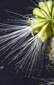 Image result for Albizia anthelmintica