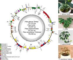 Image result for Droguetia iners