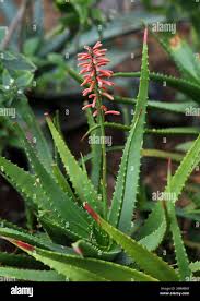 Image result for Asphodelaceae