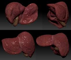 Pin By Justice Jackson On Fs Non Traditional Digital Science Human Liver Human