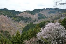 Use them in commercial designs under lifetime, perpetual & worldwide rights. Cherry Blossom Report 2011 Yoshino Report