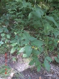 Image result for Fuirena leptostachya