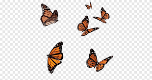 These beauties are painted in watercolor with a hint of sparkle on the 2 chrysalis paintings. S 004 Full Six Flying Monarch Butterflies Png Pngegg