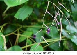 Image result for Marantochloa purpurea
