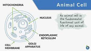 The contents of a cell surrounded by the cell membrane, except for the nucleus in the eukaryotic cell. Animal Cell Definition And Examples Biology Online Dictionary