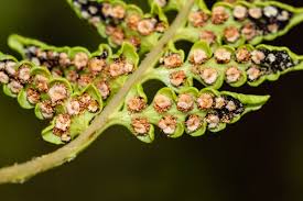 Image result for Dryopteris athamantica