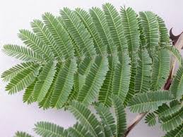 Image result for Acacia fleckii