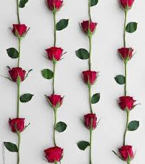 Search free aesthetic wallpapers on zedge and personalize your phone to suit you. Red Flower Red And Wallpapers Image 7019382 On Favim Com