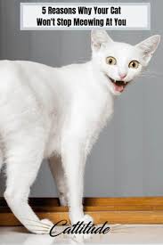 If You Happy And You Know It Say Meow 5 Reasons Why Your Cat Won 8217 T Stop Meowing At You In 2020 Cats Cat Behavior Cat Facts