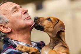 Veterinarians warn of the the spices and holiday foods that can have deadly  consequences for your pet