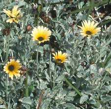 Image result for Arctotis