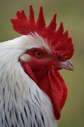 Bird With Red Mohawk Free Image On Pixabay Haan Mohawk Animal Poultry Beautiful Chickens Chickens Backyard Chickens And Roosters