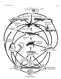 Simplified Antarctic Food Web Worksheet Monday May 27 2019 Food Web Food Web Worksheet Biology Worksheet