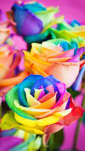Premium selection of designer fabrics & wallpapers. 47 Rainbow Roses Wallpaper On Wallpapersafari