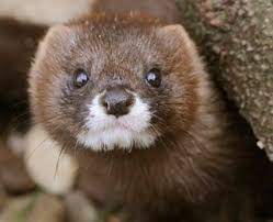 Mutierte form des coronavirus entdeckt: Danemark Millionen Wegen Corona Gekeulter Nerze Werden Wieder Ausgegraben The Weather Channel Artikel Von The Weather Channel Weather Com