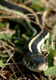 Maybe you would like to learn more about one of these? Sssinuous Friends Snakes Help Humans By Devouring Disease Carrying Rodents