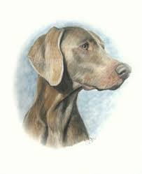 A Pencil Drawing Of A Weimaraner Pet Artist Pet Portraits Weimaraner