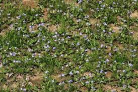Image result for Xerophyta humilis
