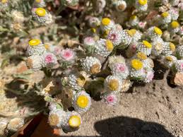 Image result for Helichrysum argyrosphaerum