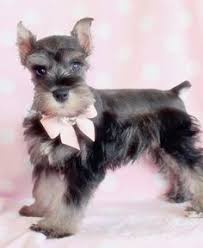 Four are male and two are female. 400 Cute Pets Ideas Pets Cute Dogs Cute Animals