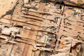 How often should pest control be done? How Often Should I Get A Termite Inspection Arrow Termite Pest Control