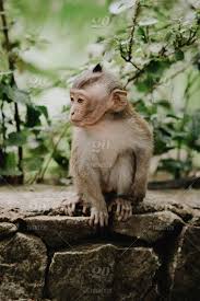 See more ideas about animals, animals beautiful, cute animals. Monkeys In Ubud Monkey Forest Bali Stock Photo A082daed 5fbc 418a 931b 295e19b5ebbb