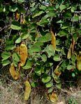 Image result for Piliostigma thonningii
