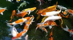 How to build a modern koi pond. Koi Fish Pond Overhead View Stock Footage Video 100 Royalty Free 2146691 Shutterstock