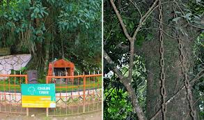The thamarassery town is strategically placed as roads to four other busy nearby towns (koyilandy, kalpetta, mukkam and kozhikode) converge from here, all around 30. Myth Behind Chain Tree In Wayanad Coffeetrailresort