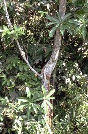 Image result for Ficus saussureana