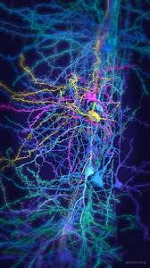 New and best 97,000 of desktop wallpapers, hd backgrounds for pc & mac, laptop, tablet, mobile phone. Neuron Iphone And Android Wallpapers
